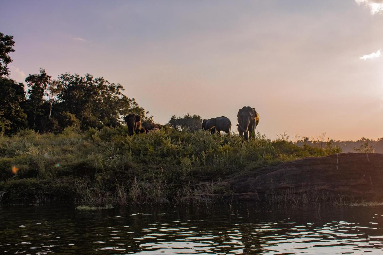 Wild Glamping Gal Oya - Thema Collection Hotel Galgamuwa  Kültér fotó